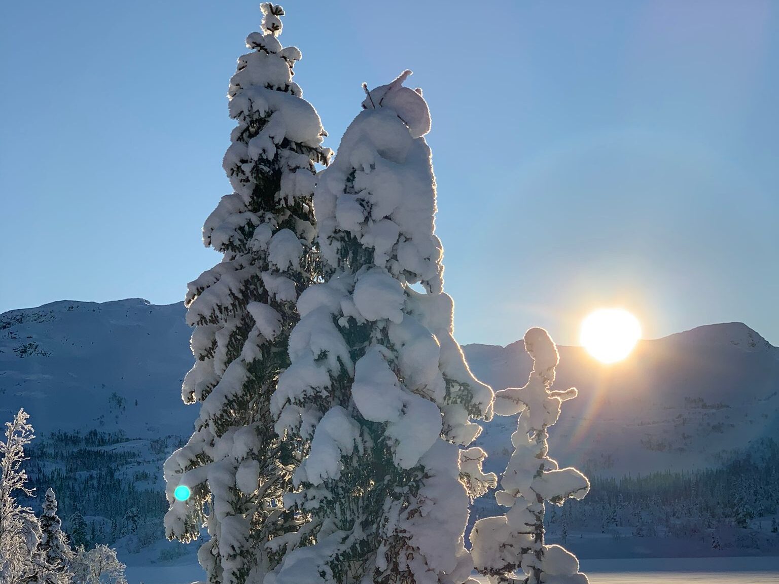 Gausta på vintern, två snötäckta granar 